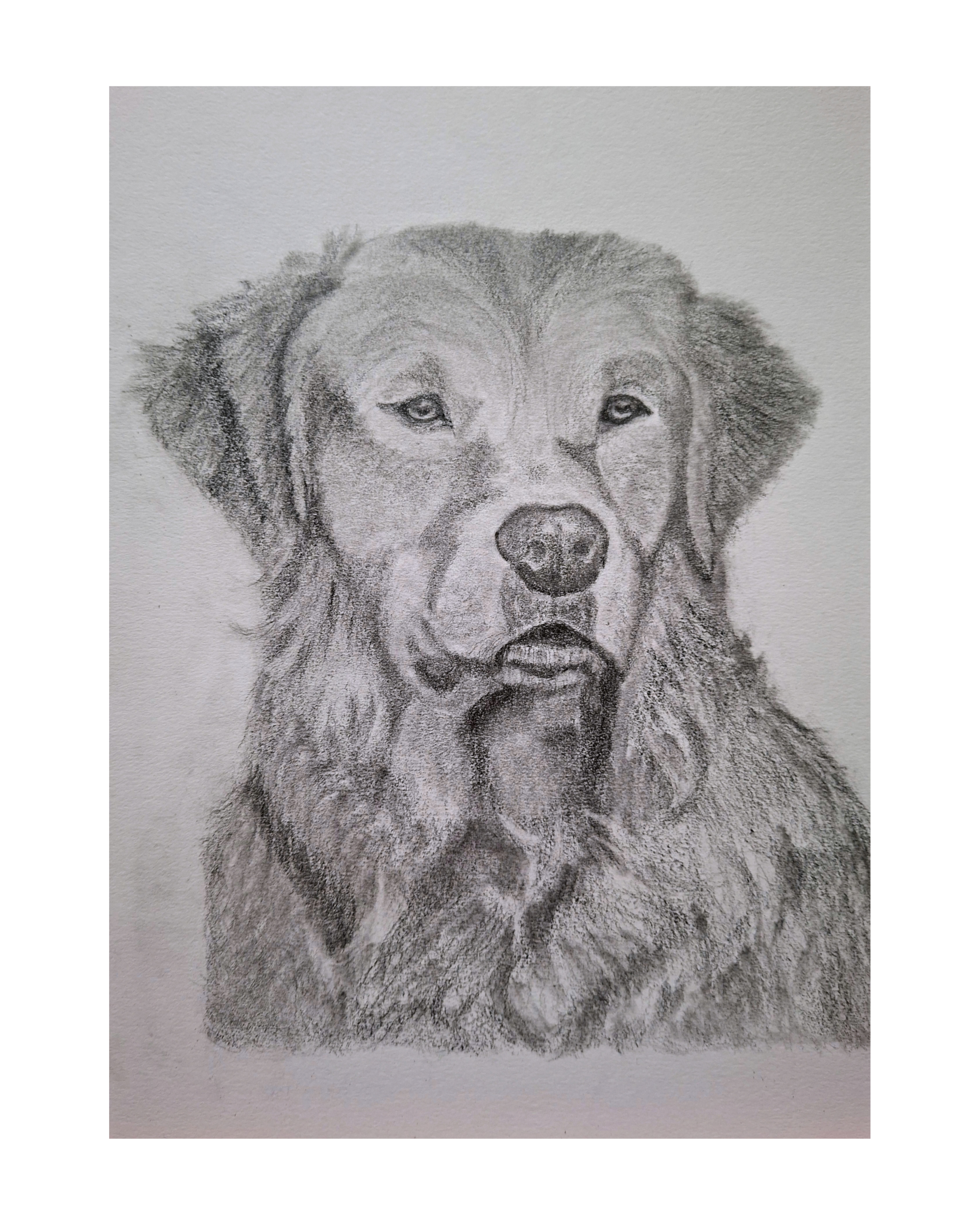 Huisdierportret Golden Retriever