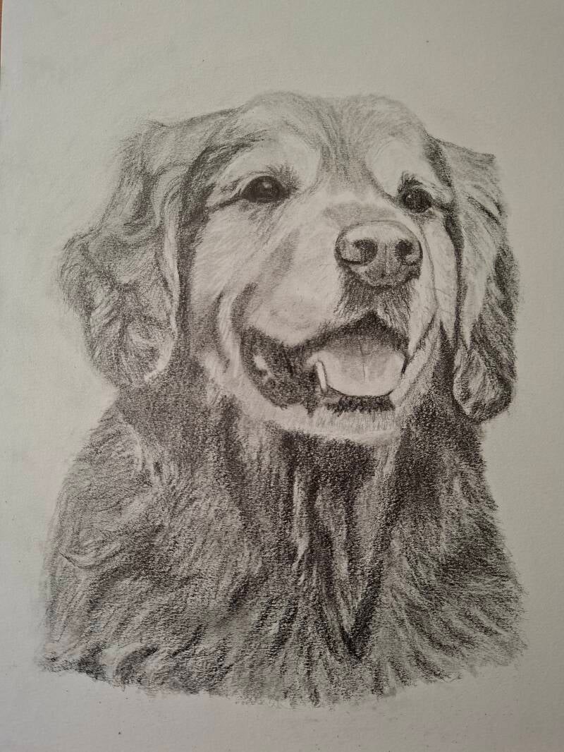 Huisdierportret Golden Retriever