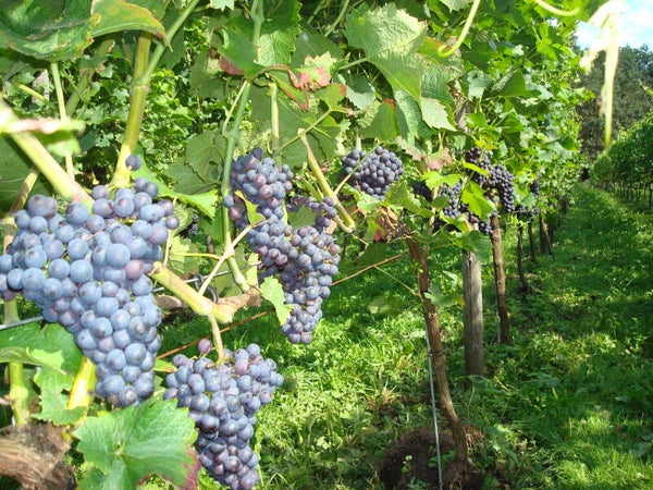Vier seizoenen in de wijngaard - ZOMER