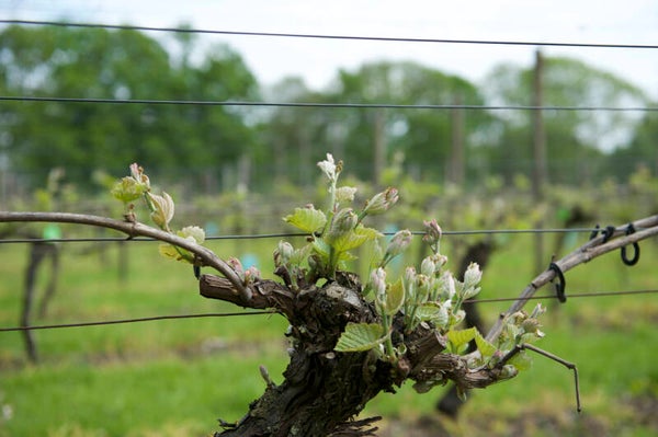 Vier seizoen in de wijngaard - LENTE