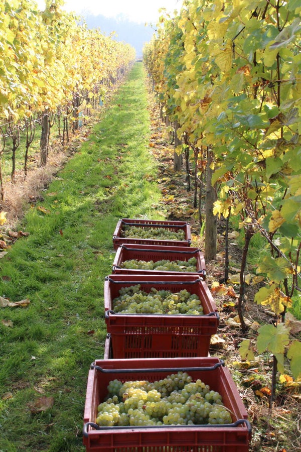 Vier seizoenen in de wijngaard – HERFST
