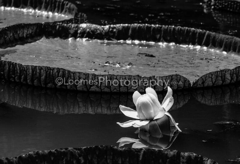 PamplemousseBotanicalGardensGiantWaterLilies-Mauritius-1.jpg