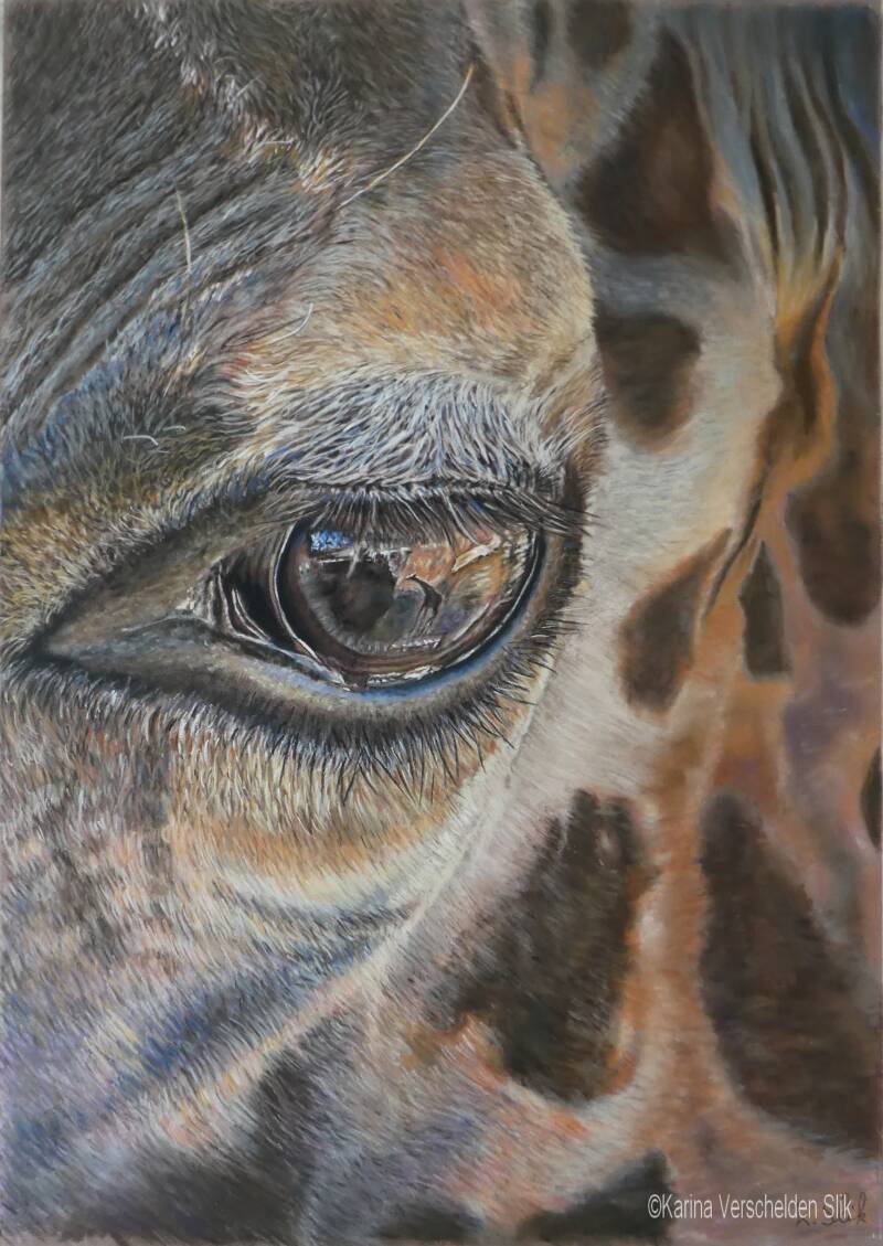 Pasteltekening oog van een giraffe