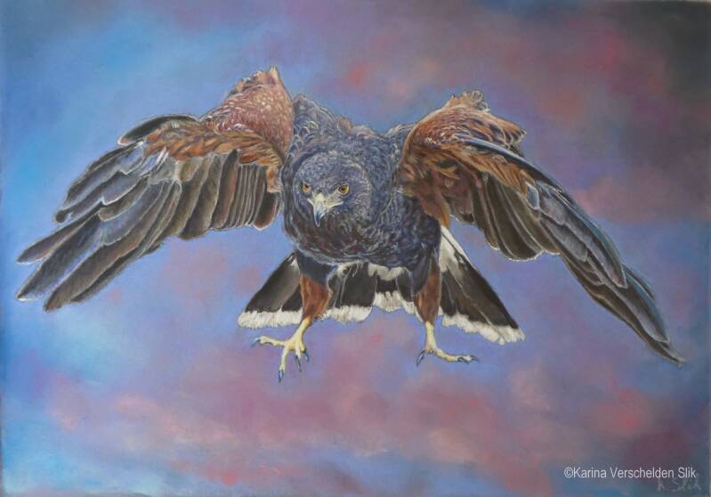 pasteltekening woestijnbuizerd