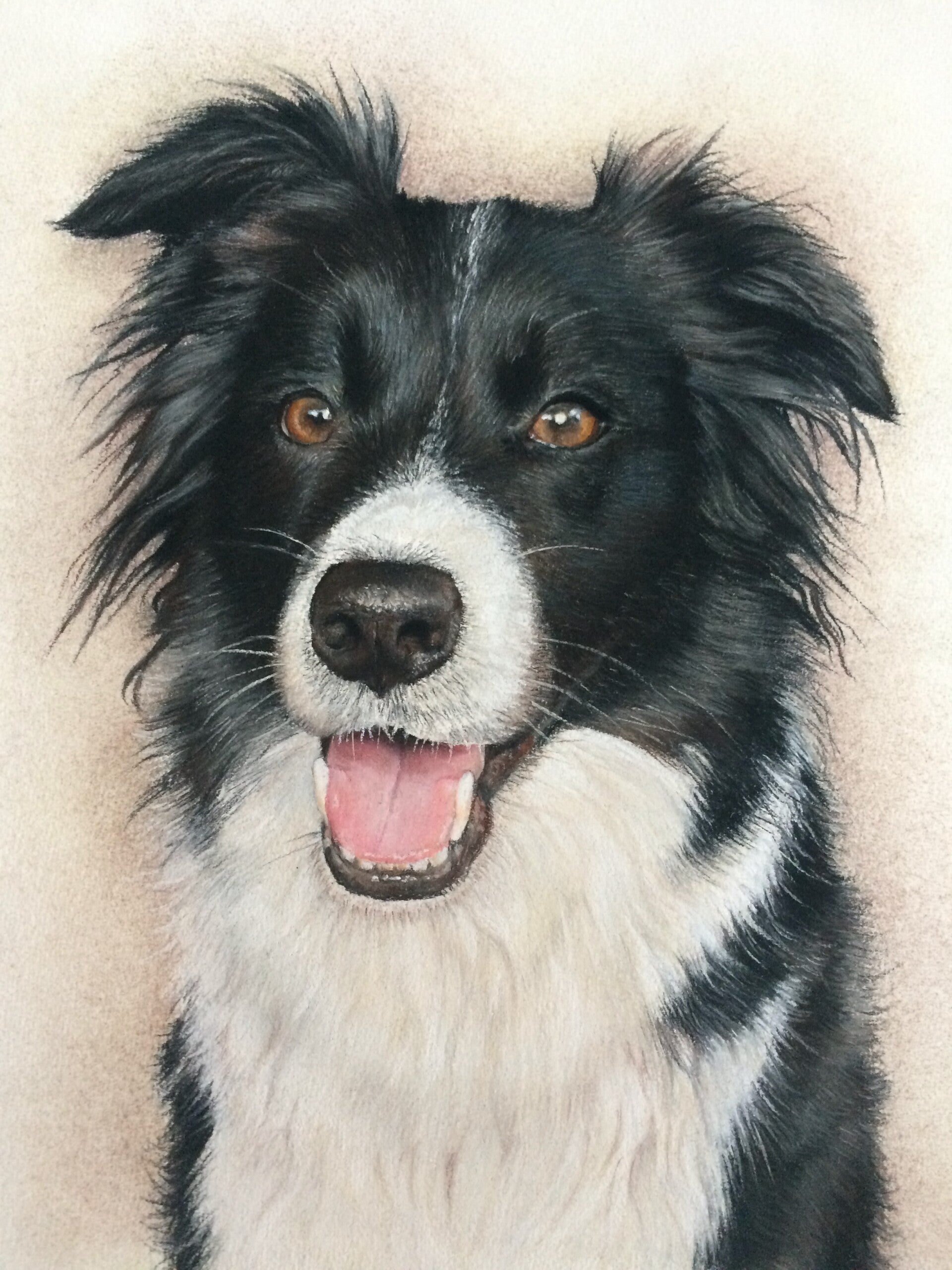bordercollie-in-pastelkrijt-1-standard-o6jltm.jpg