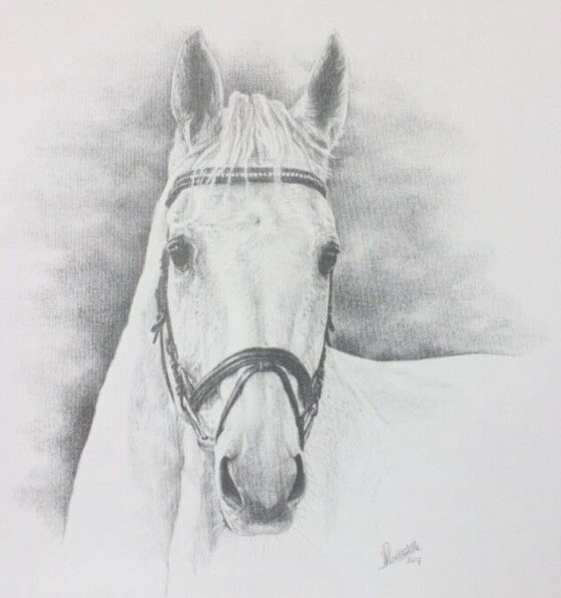 paard in potlood zwart/wit