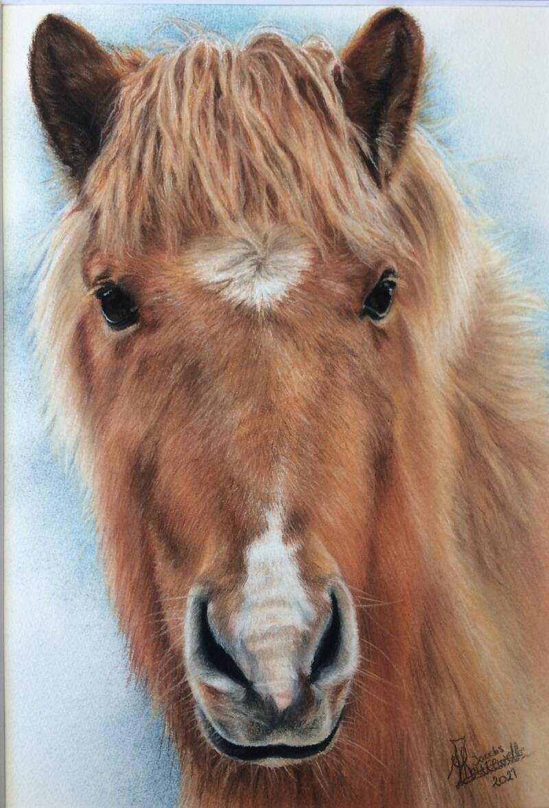 ijslander-paard-pastelkrijt-standard-5zayez.jpg