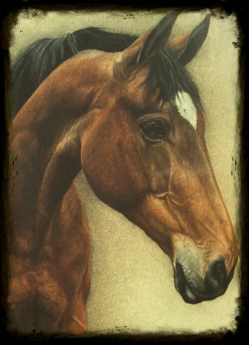 paardenportret in pastelkrijt