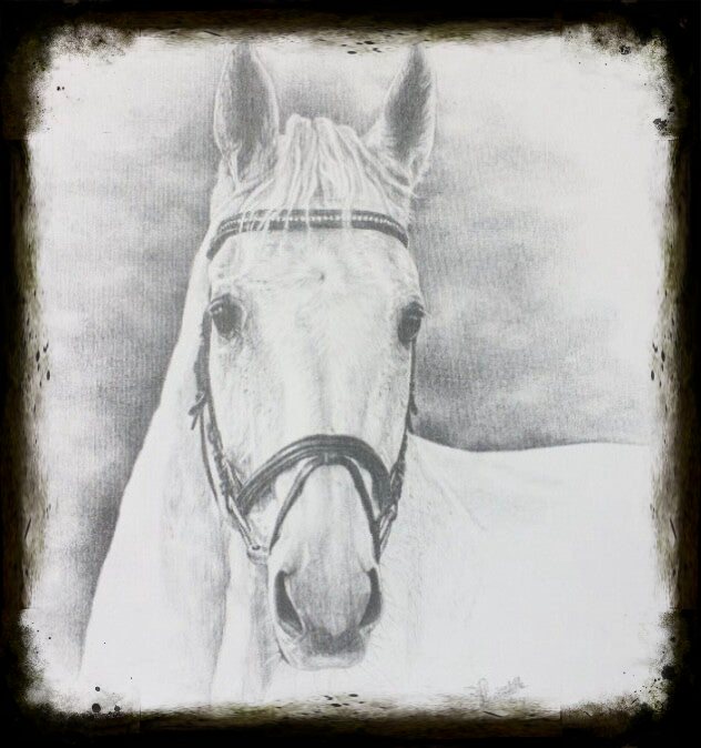 paardenportret in potlood zwart/wit