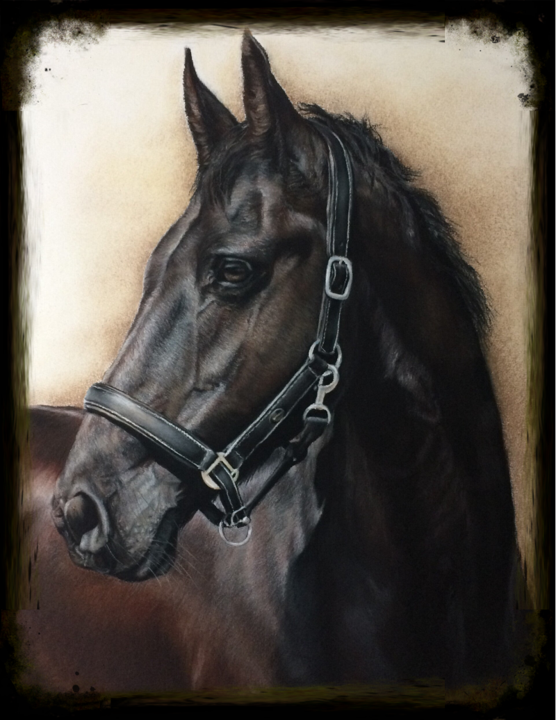 paardenportret in pastelkrijt