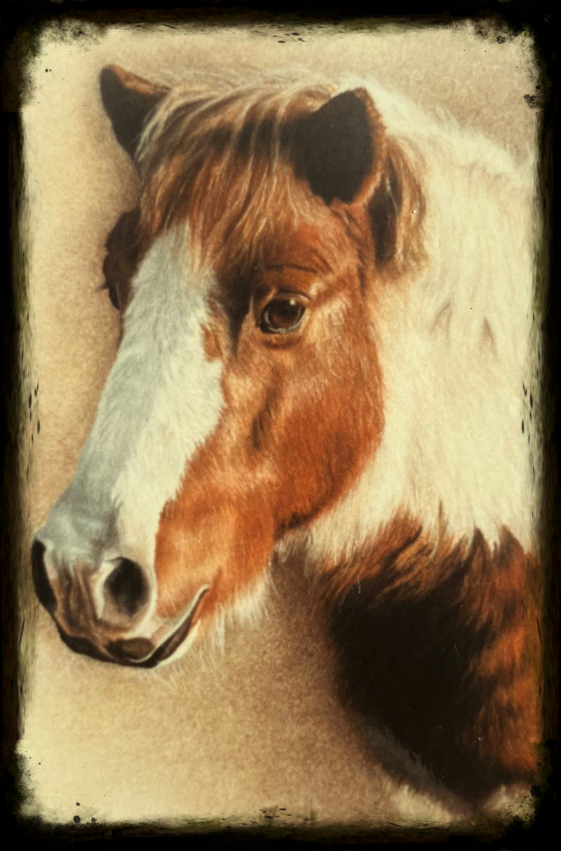 paardenportret in pastelkrijt