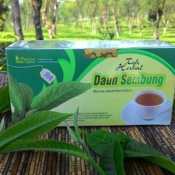 Teh herbal daun sembung nyawa