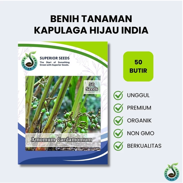 Benih Biji Kapulaga Hijau India (Superior Seeds)