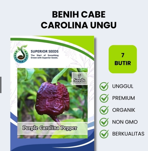 Benih Biji Cabe Carolina Ungu | Cabe Terpedas (Superior Seeds)