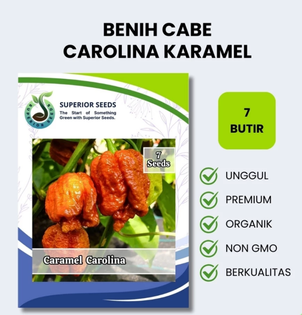 Benih Biji Cabe Carolina Karamel | Cabe Terpedas (Superior Seeds)