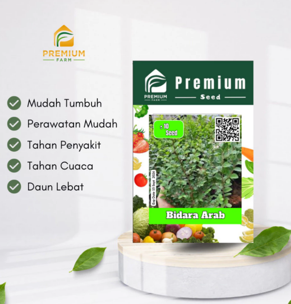 Benih Biji Premium BIDARA ARAB  per pack