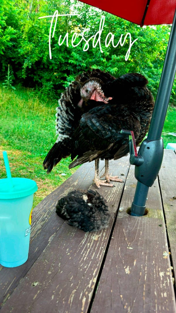 Black Slate Hatching EGGS