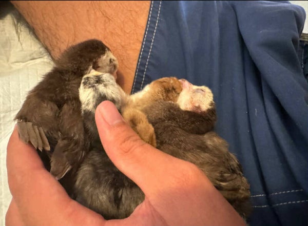 BOURBON RED/SLATE HATCHING EGGS