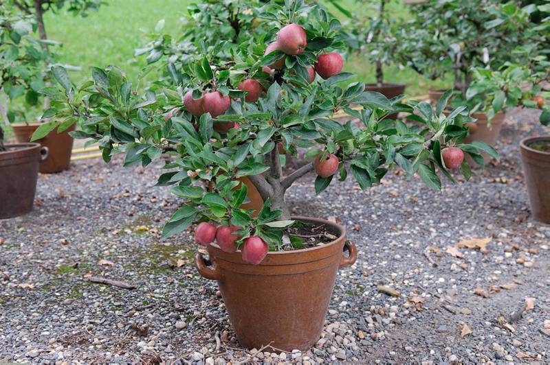 Klein blijvende appelboom voor in pot