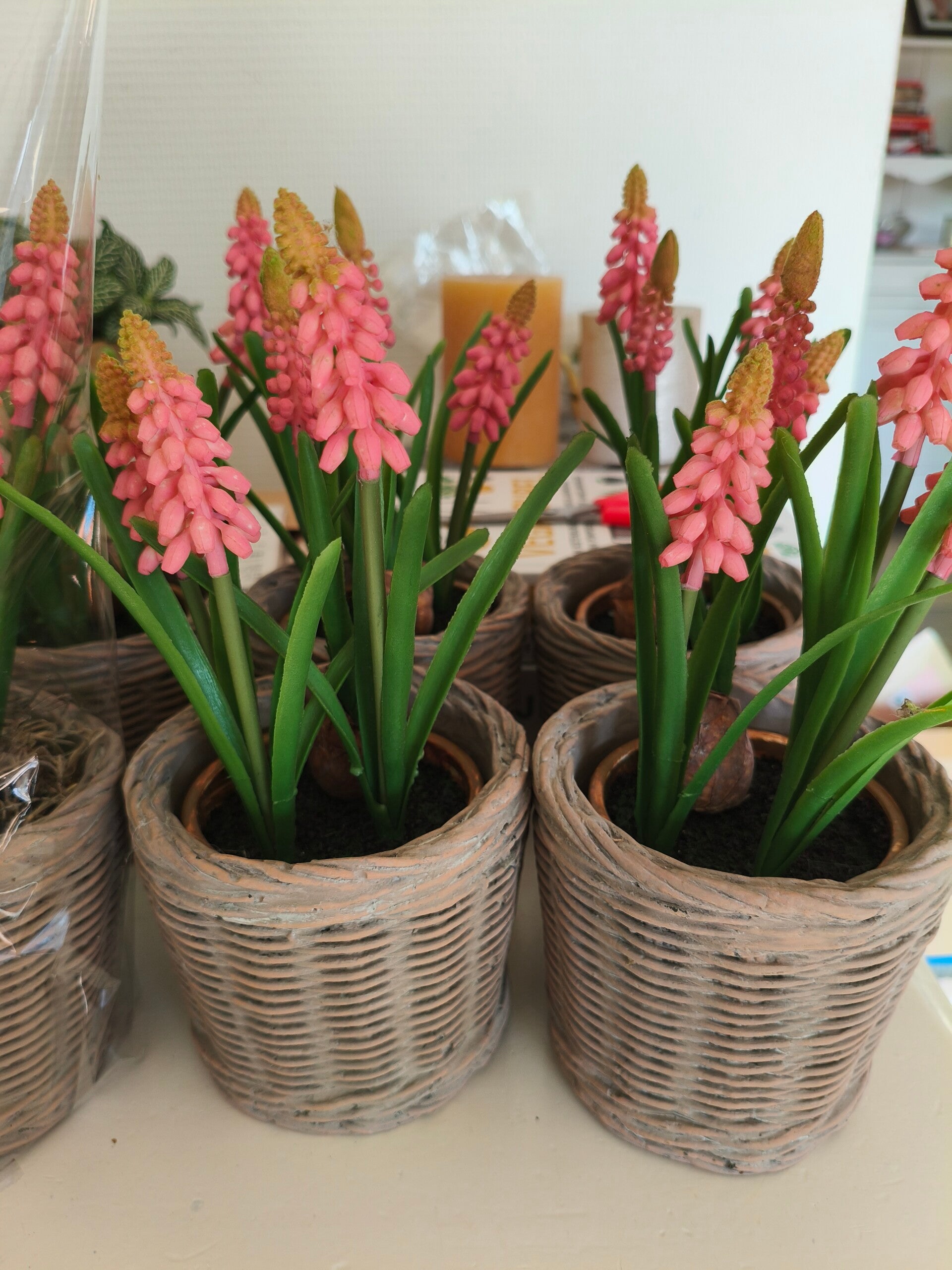 Blauwe druifjes in steí