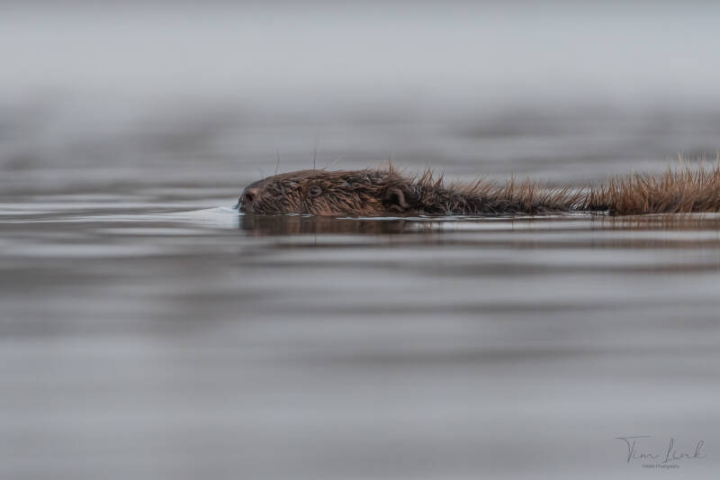 European beaver! in De Biesbosch National Park.