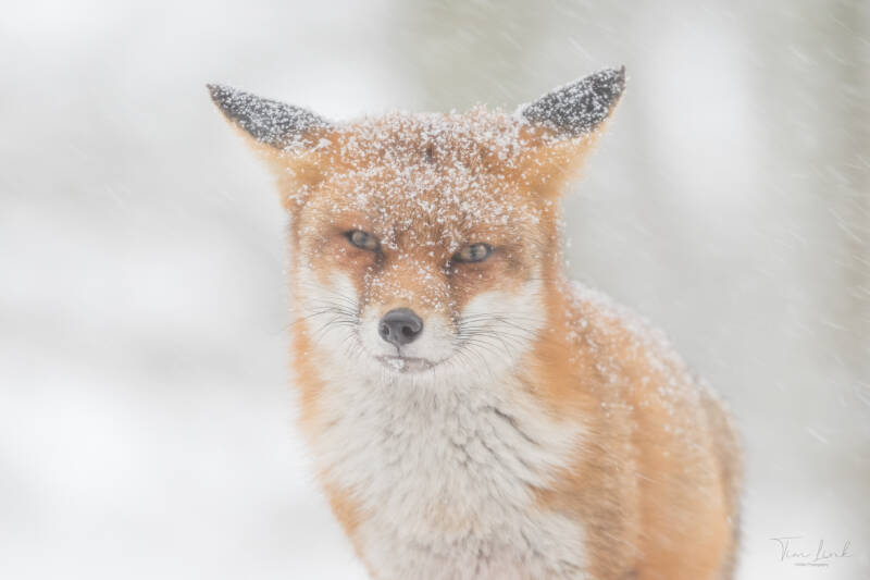 Red fox in the snowy world.