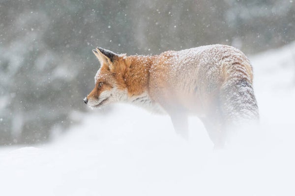 Snowy fox.