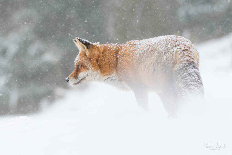 Snowy fox.