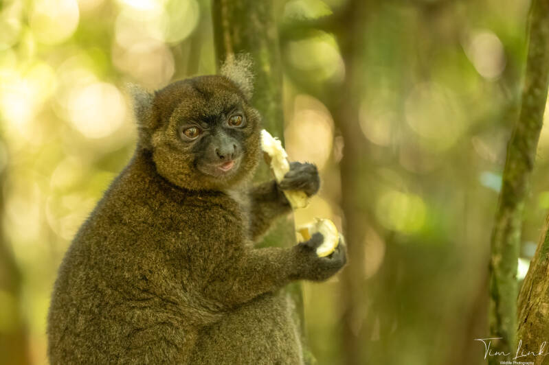 The last Greater bamboo lemur on the planet!