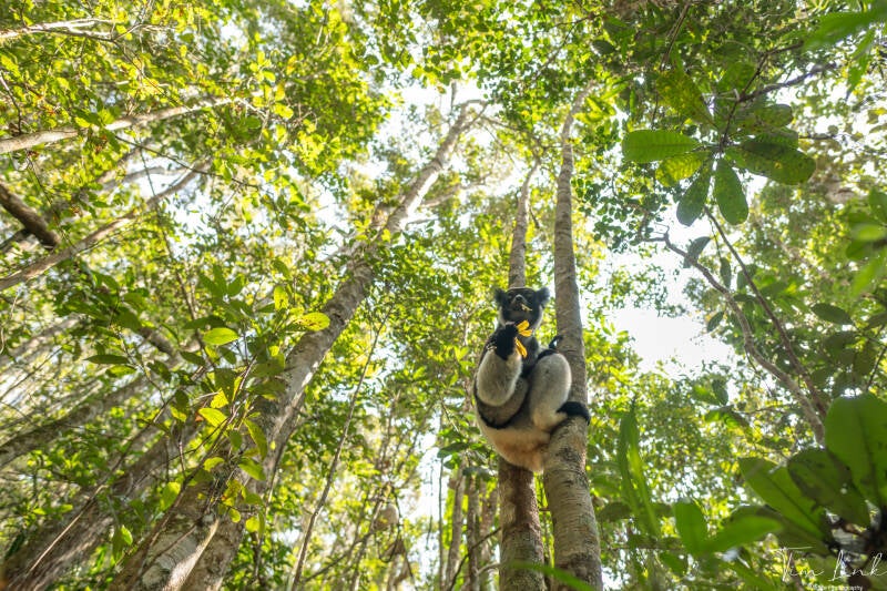 The Indri in the rainforest of Andasibe-Mantadia National Park.