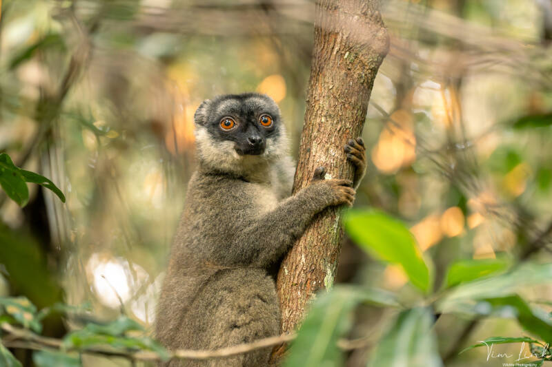 common brown lemur.