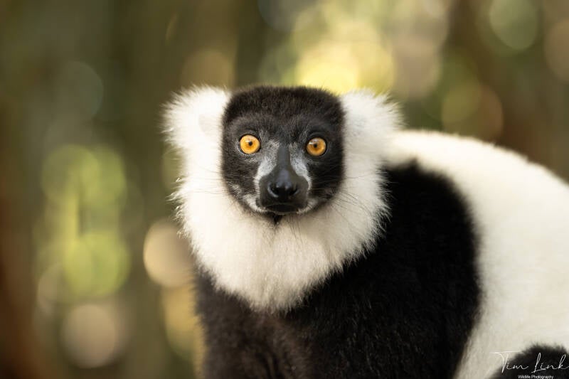 The Black and White Ruffed Lemur.