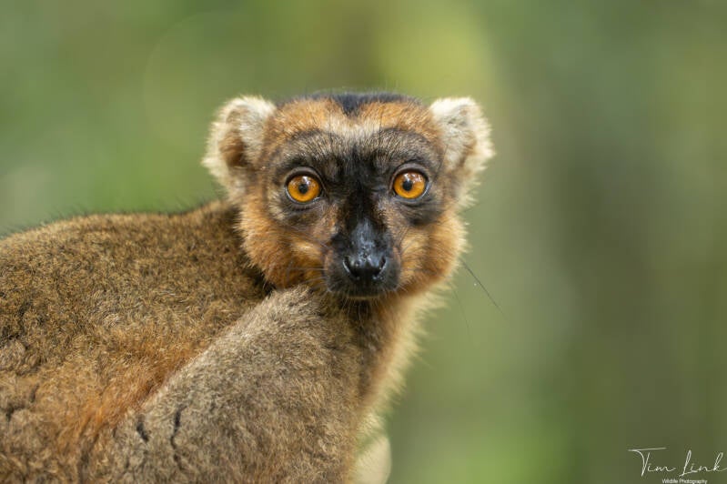 The Crowned lemur.