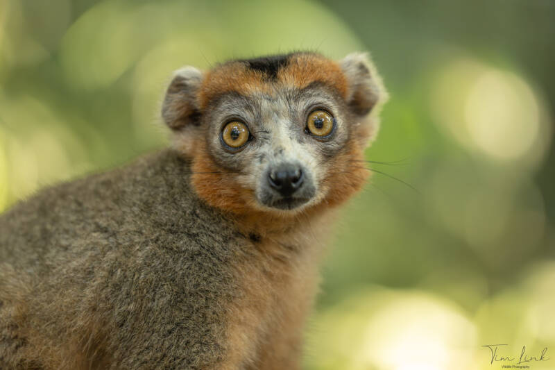 The Crowned lemur.