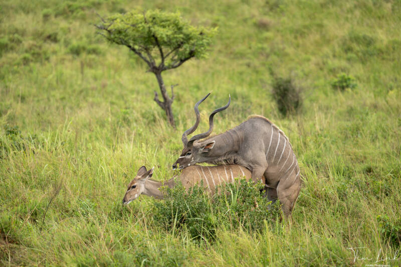 Kudu mating. 