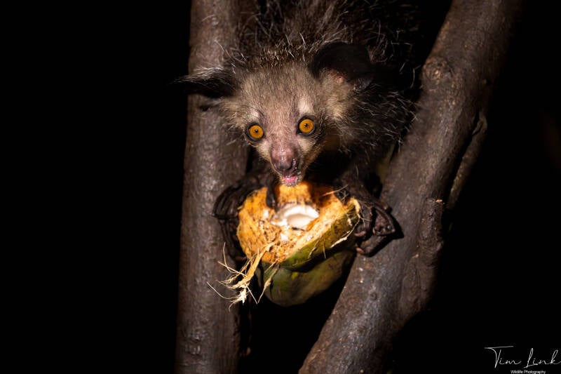 The ugliest animal I've ever photographed the aye aye!