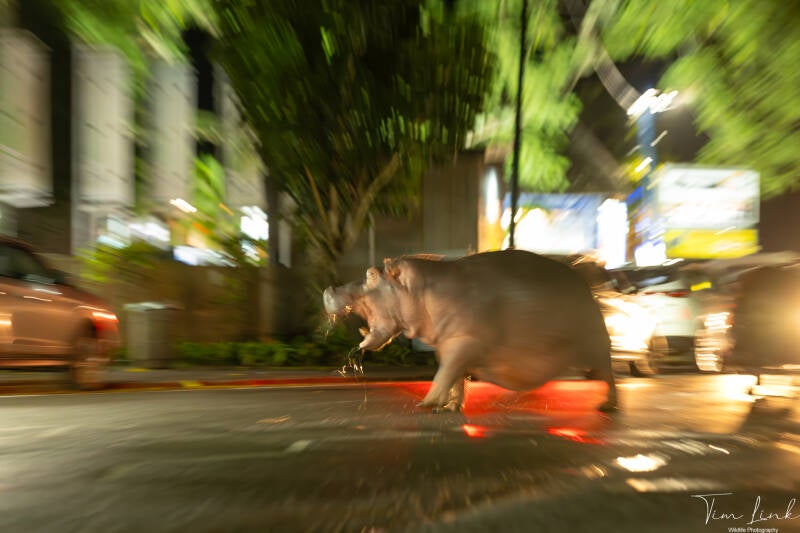 A hippo on the street.
