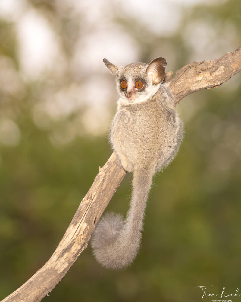 The Bushbaby.