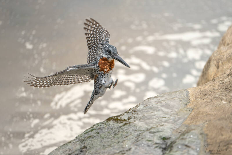 The Giant kingfisher in Kruger National Park.