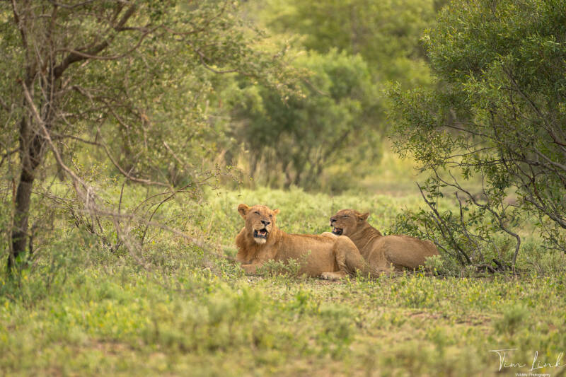 The lions in Kruger National Park.