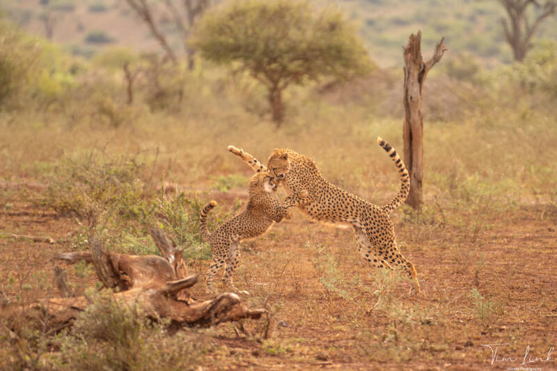 Playtime. Mother cheetah with her cub. Her cub had been challenging her for a while, they were running hard after each other and jumping against and over each other. They were busy but, thanks to my driver he had predicted well where they would run to.