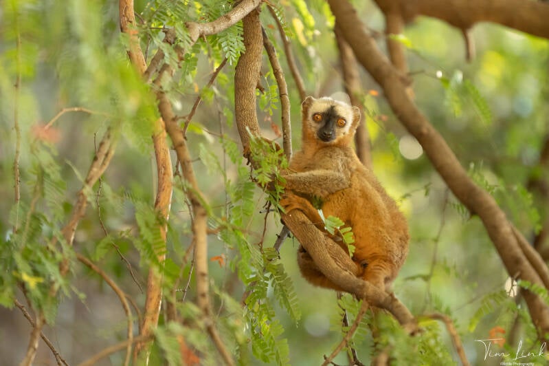 The red-fronted Brown Lemur.