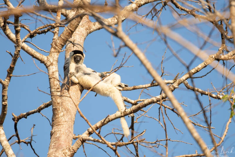 A Verreaux's sifaka enjoying the rising sun.