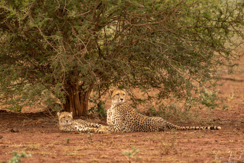 Mother cheetah with her cub.