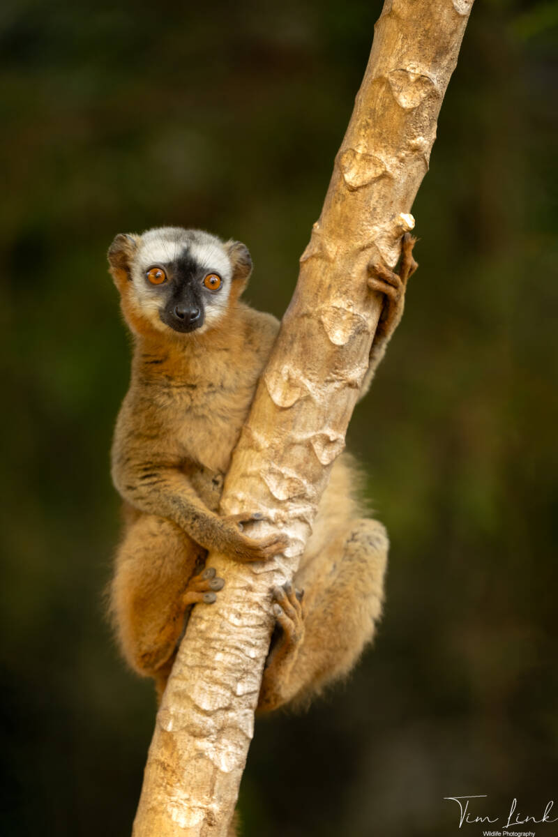 The red-fronted Brown Lemur.