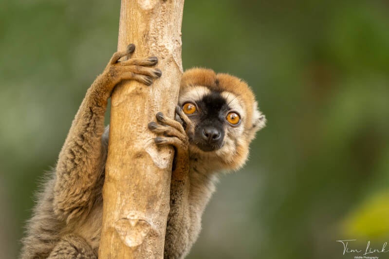 The red-fronted Brown Lemur.