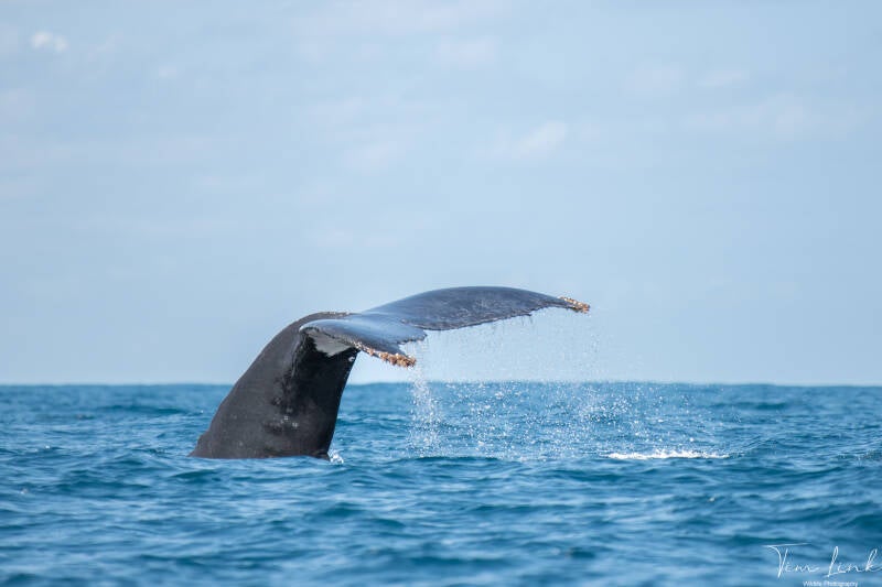 Humpback whale at Sainte-Marie.