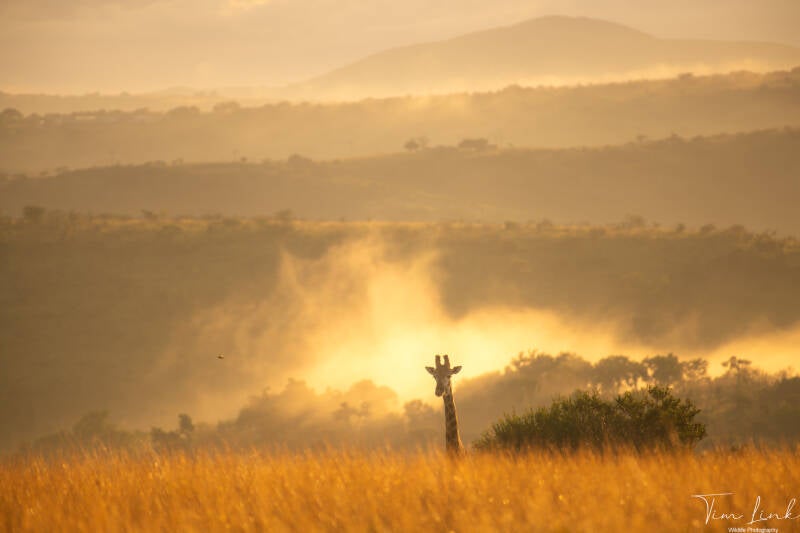 A giraffe in the misty landscape of Hluhluwe.