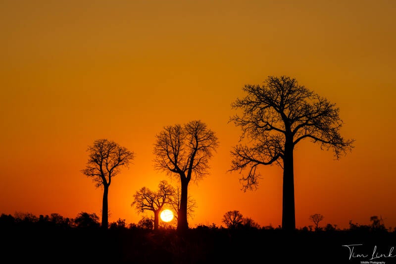 Baobab trees at sunrise.