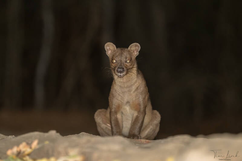 The fossa